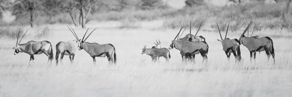 Herd of Oryx - Photographie fineart de Dennis Wehrmann