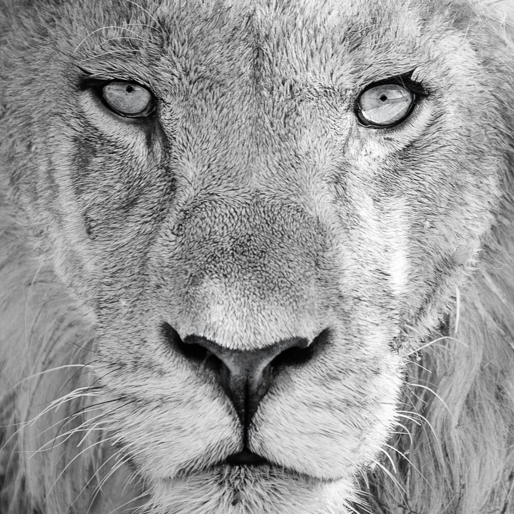l'oeil du lion - Photographie d'art par Dennis Wehrmann