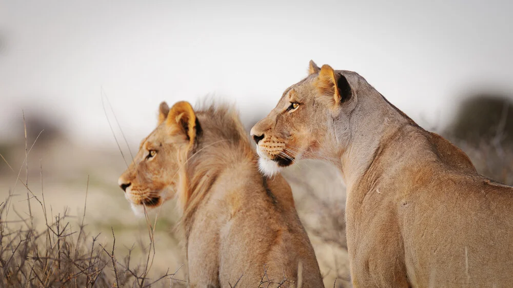 Lions à la recherche de proies dans le parc transfrontalier du Kgalagadi - Photographie fineart de Dennis Wehrmann