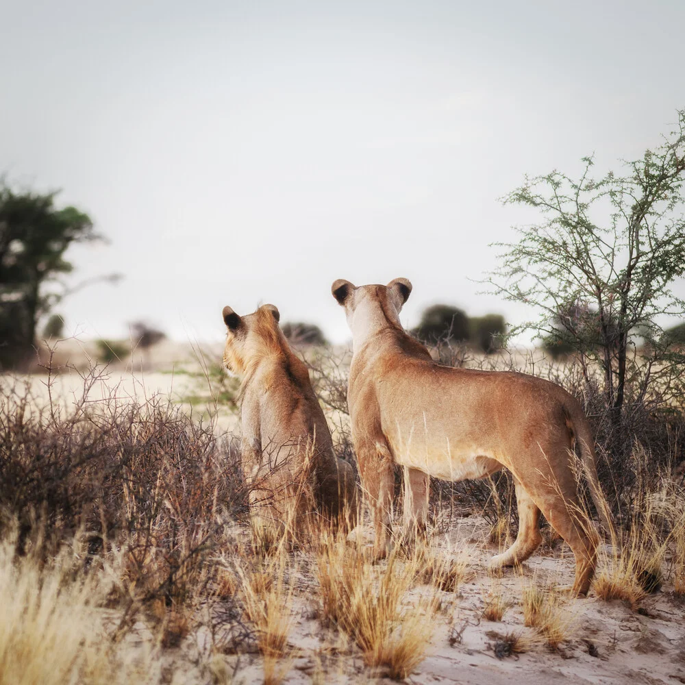 Lions à la recherche d'une proie dans le parc transfrontalier du Kgalagadi - Photographie fineart de Dennis Wehrmann