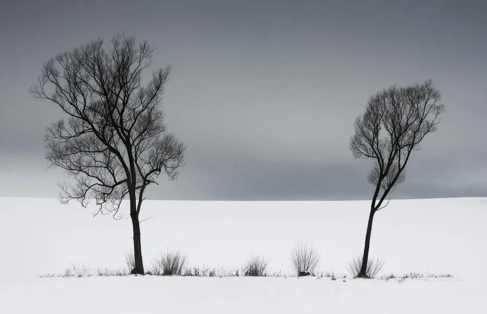 Zwei Weiden - photographie de Heiko Gerlicher