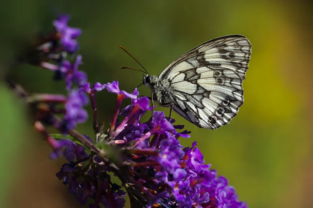 Papillon échiquier - Photographie d'art par Doris Berlenbach-Schulz