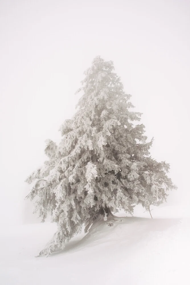 Seul arbre couvert de neige dans un épais brouillard en hiver - Fineart photographie par Peter Wey