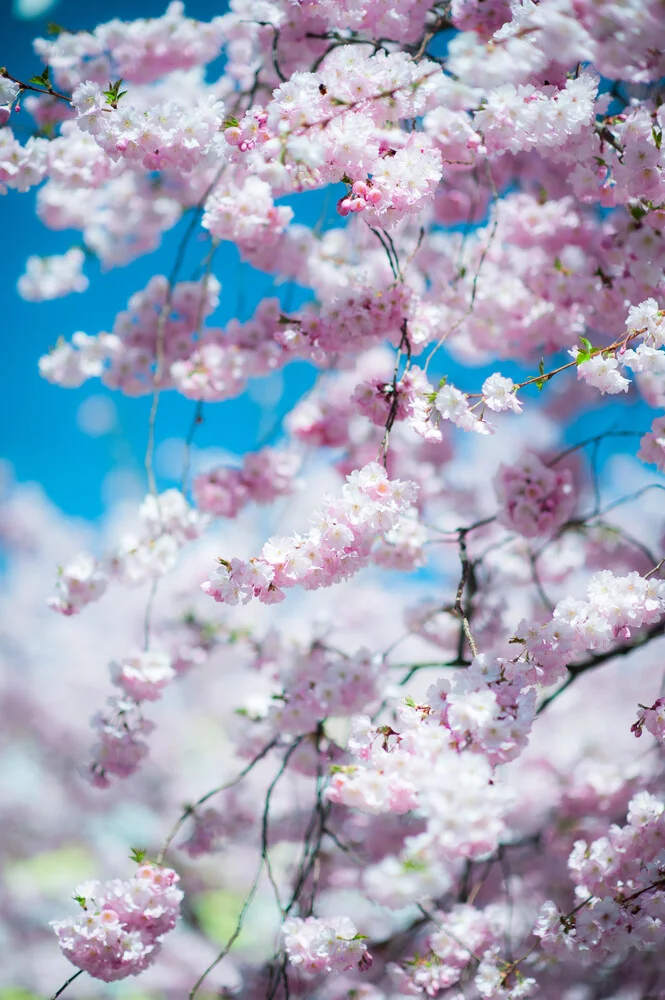 Fleur de cerisier japonais rose au printemps avec faible ddl - Photographie fineart par Peter Wey