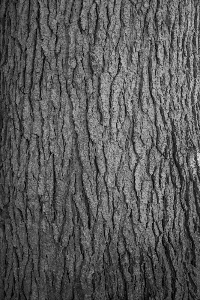 Hug a tree - Photographie d'art par Studio Na.hili