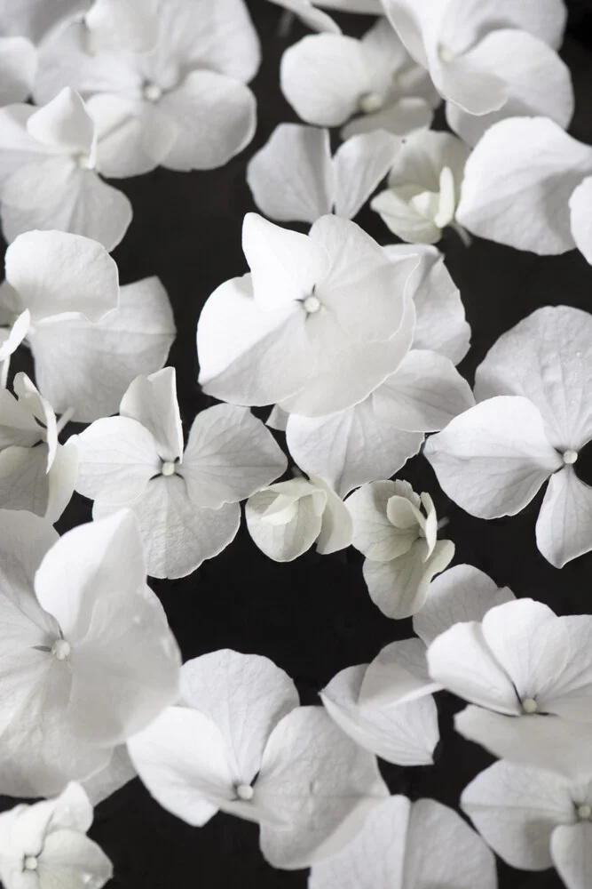 Beauté blanche sur fond noir - Photographie fineart par Studio Na.hili