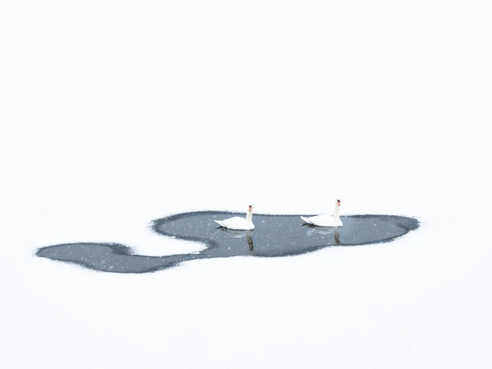 Deux cygnes tuberculés - Photographie fineart de Felix Wesch