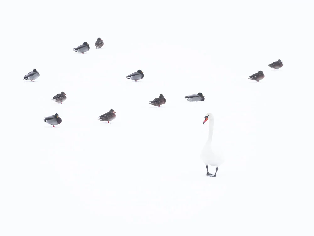 Cygne tuberculé et canards colverts - Photographie d'art de Felix Wesch