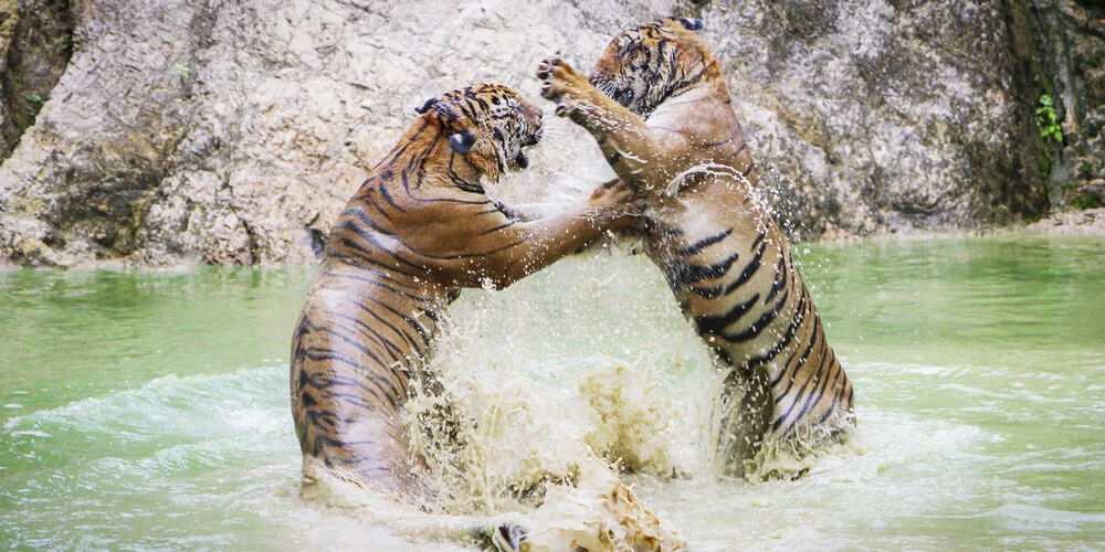 FIGHT - photographie d'Andreas Adams