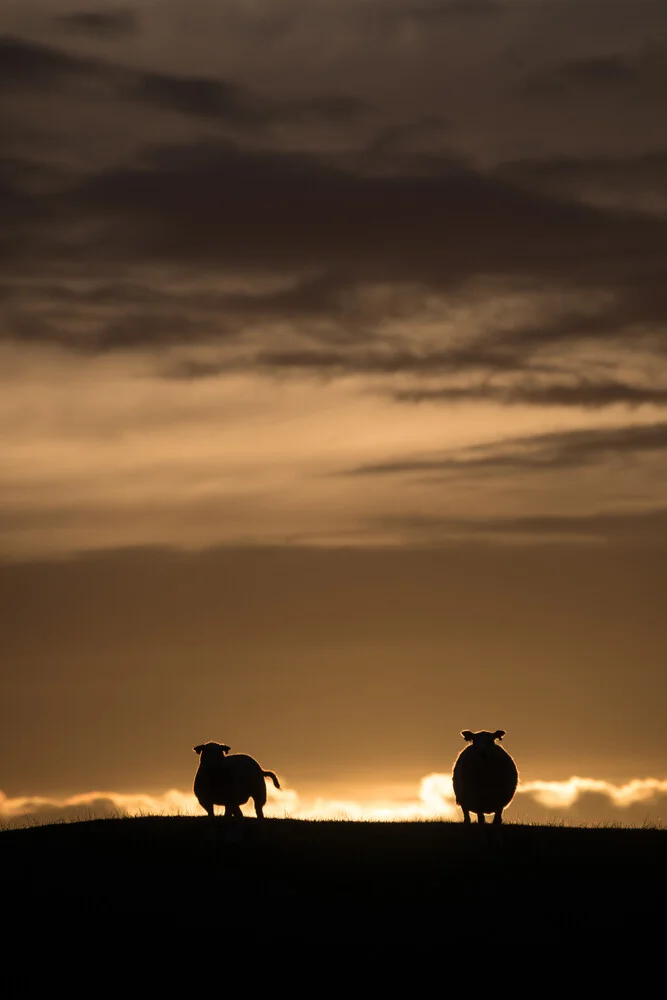 Moutons rétro-éclairés - Photographie d'art de Sebastian Worm