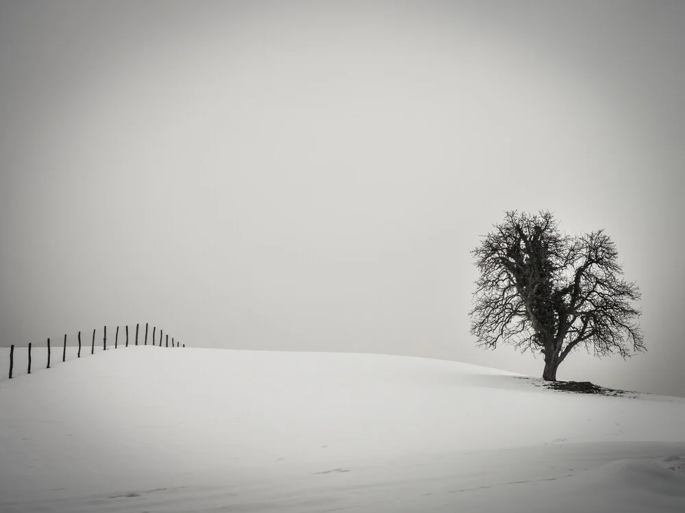 un arbre et une clôture - Photographie fineart de Bernd Grosseck