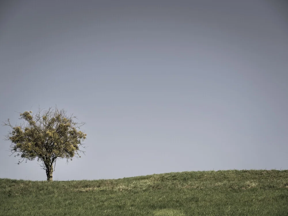 un arbre dans le champ. - Photographie artistique de Bernd Grosseck