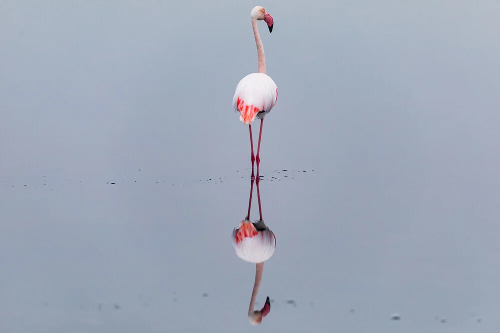 Flamant rose dans le miroir - Photographie d'art d'André Straub