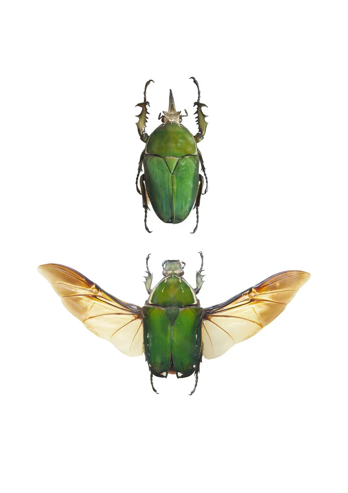 Rarity Cabinet Insect Beetle Green 2 - Photographie d'art par Marielle Leenders