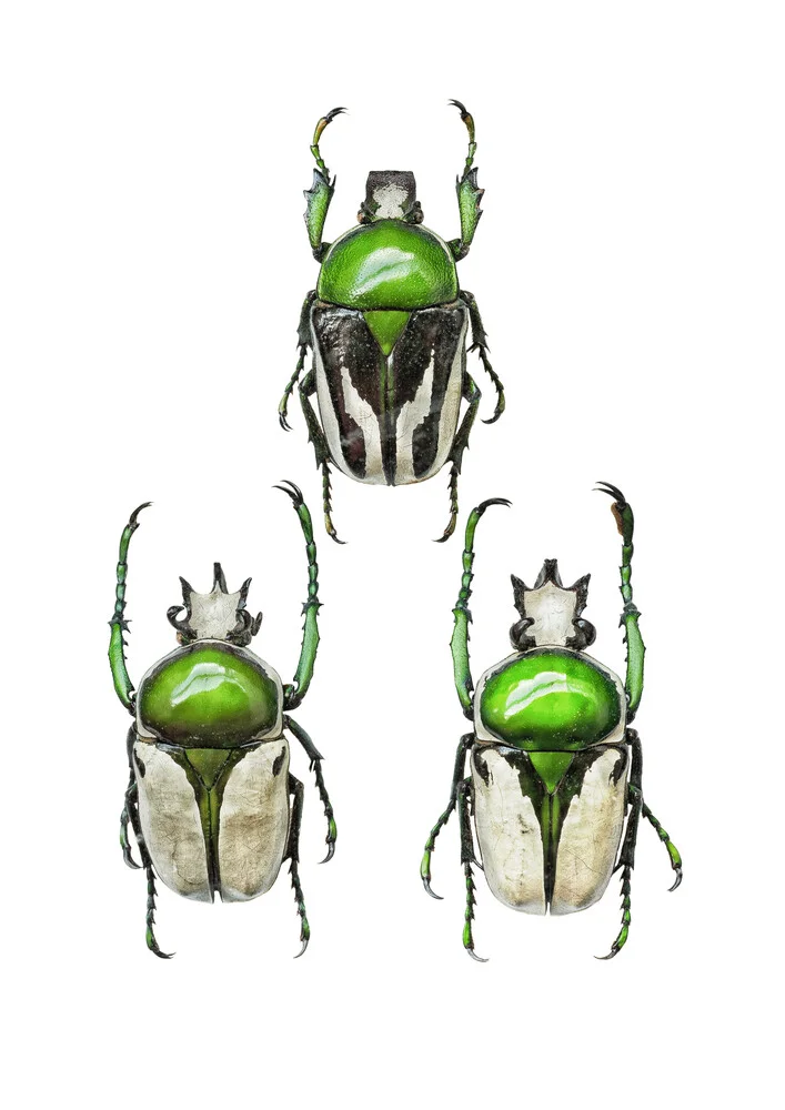 Rarity Cabinet Insect Beetle Green 3 - Photographie d'art par Marielle Leenders