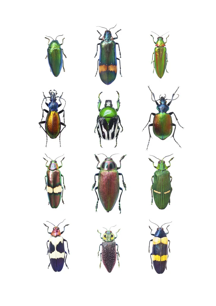 Rarity Cabinet Insect Beetle Mix - Photographie d'art par Marielle Leenders