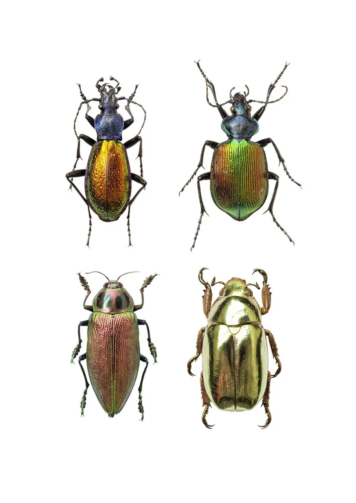Rarity Cabinet Insect Beetles 4 - Photographie d'art par Marielle Leenders