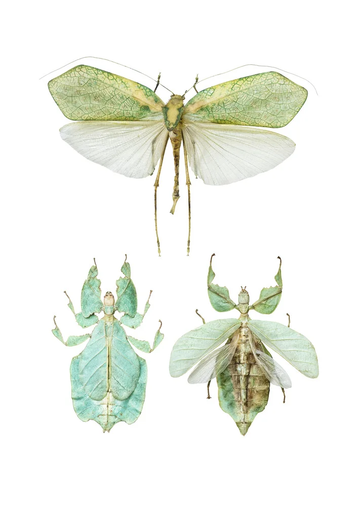 Rarity Cabinet Insect 2 - Photographie d'art par Marielle Leenders