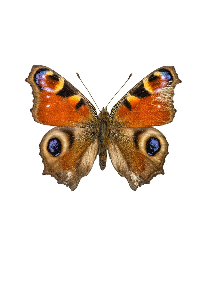 Rarity Cabinet Butterfly Peacock - Photographie d'art par Marielle Leenders