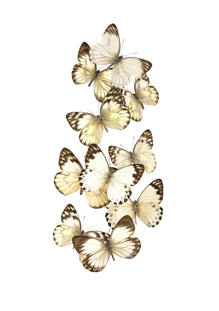 Cabinet Rareté, Nuée de Papillons - Photographie d'art par Marielle Leenders