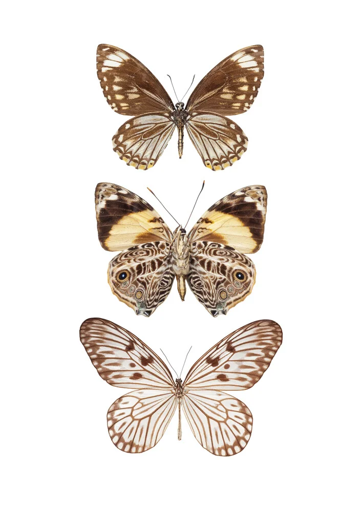 Rarity Cabinet Butterflies, marron 3 - Photographie d'art par Marielle Leenders