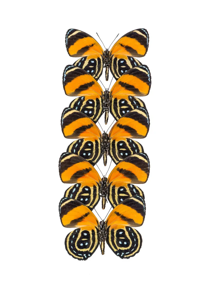 Cabinet Rarity, Papillons Orange - Photographie d'art par Marielle Leenders