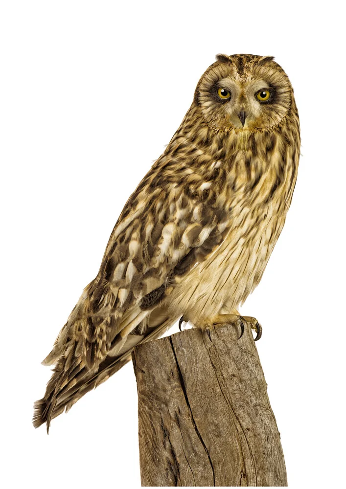 Rarity Cabinet Bird Owl - Photographie d'art par Marielle Leenders