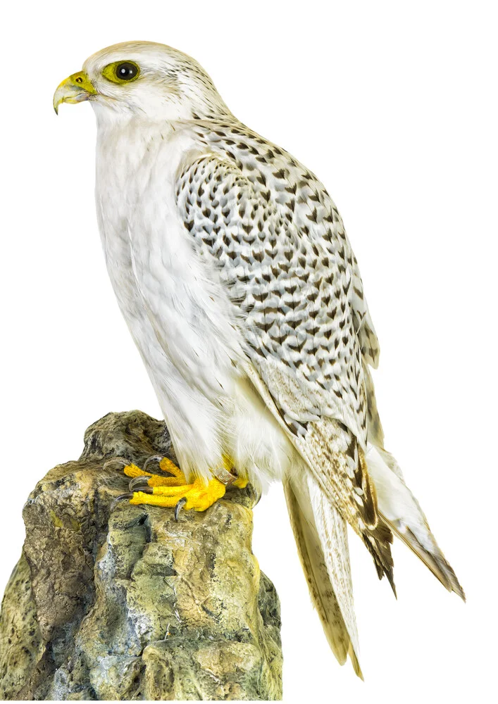 Rarity Cabinet Bird Hawk - Photographie d'art par Marielle Leenders