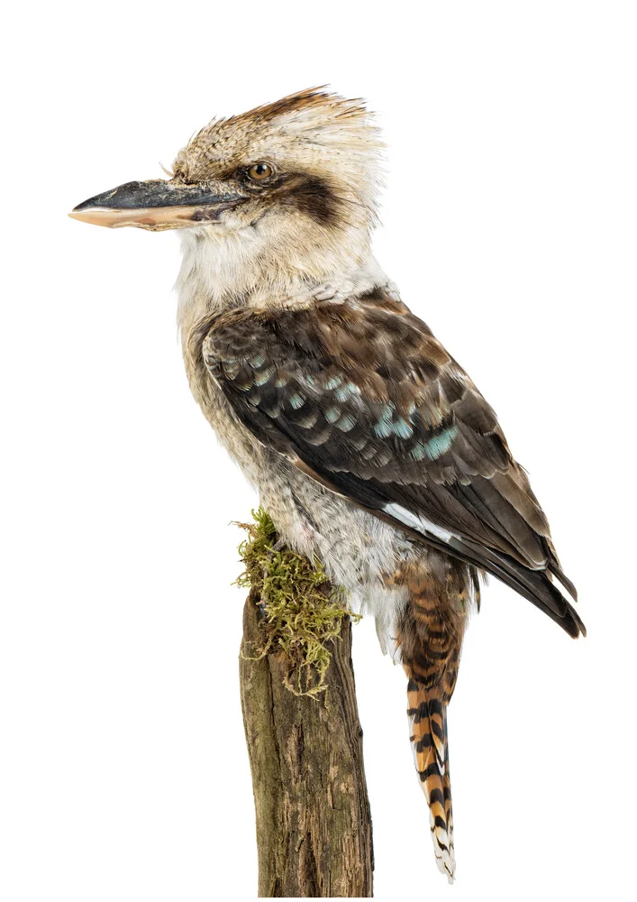 Rarity Cabinet Bird Kookaburra Brown - Photographie d'art par Marielle Leenders