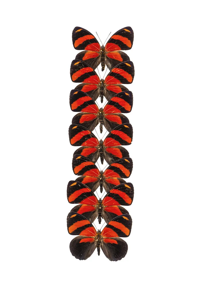 Rarity Cabinet Butterfly Red - Photographie d'art par Marielle Leenders
