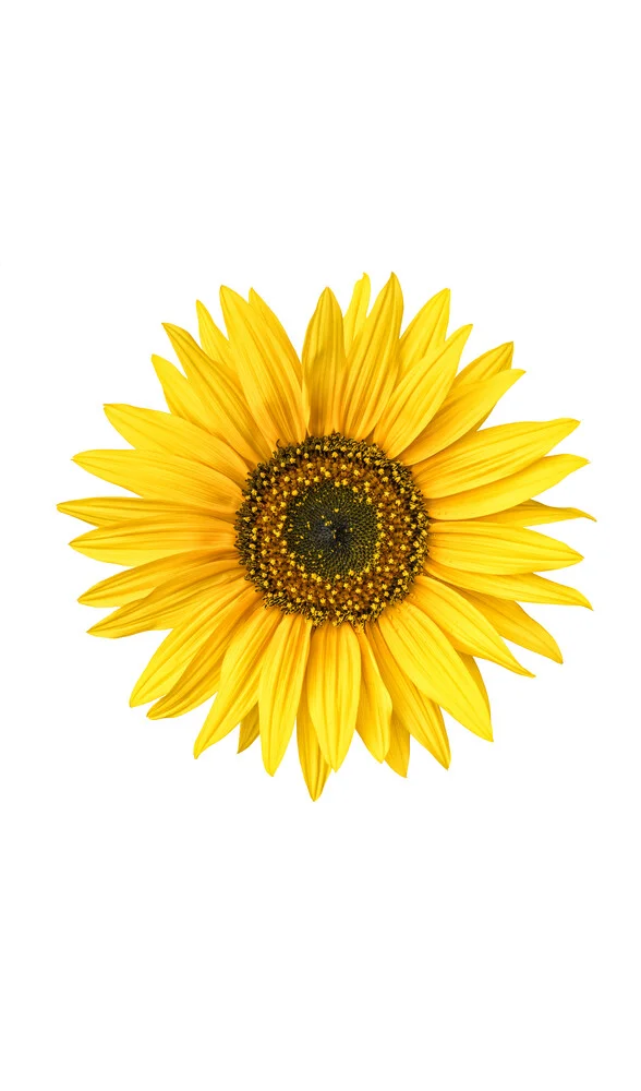 Rareté Cabinet Flower Sunflower - Photographie d'art par Marielle Leenders
