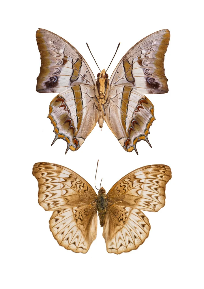 Rarity Cabinet Butterfly Brown - Photographie d'art de Marielle Leenders