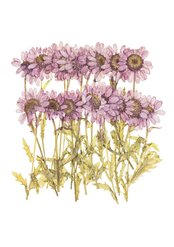 Rareté Cabinet Flower Fleurs séchées - Photographie d'art par Marielle Leenders
