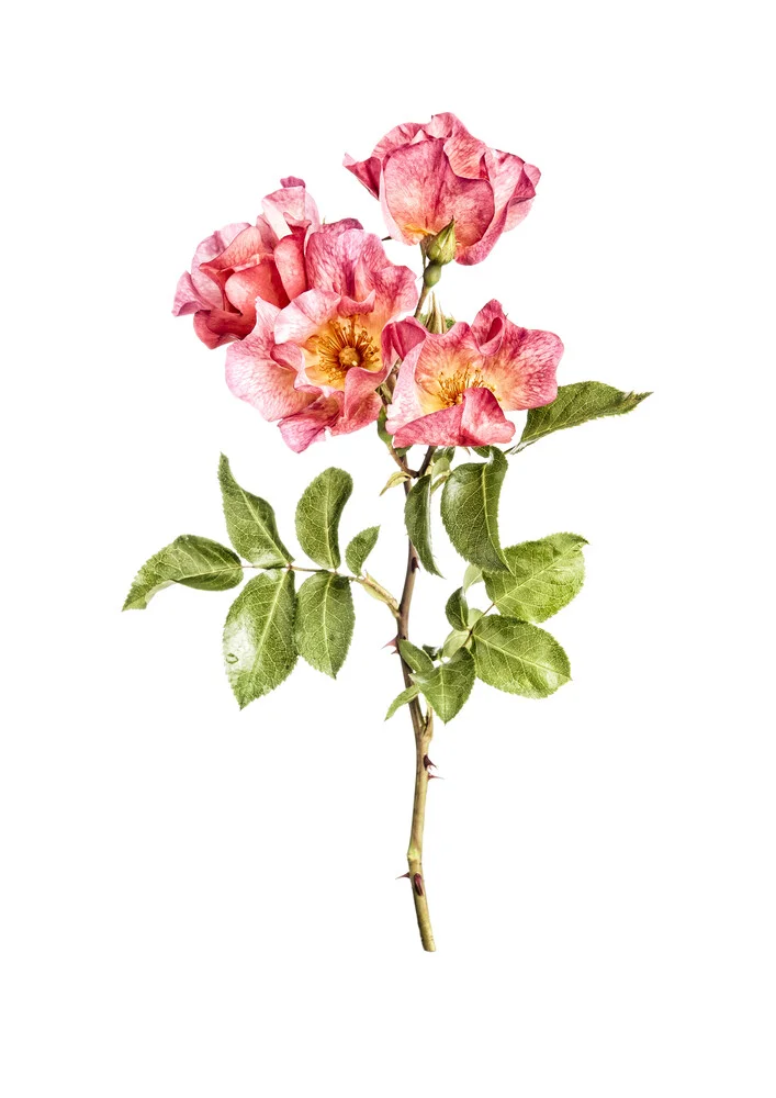 Rareté Cabinet Fleur Roses Abricot - Photographie d'art par Marielle Leenders