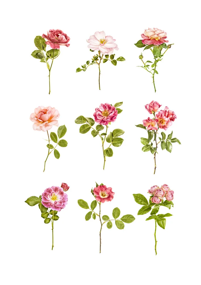Rarity Cabinet Flower Roses Mix - Photographie d'art par Marielle Leenders