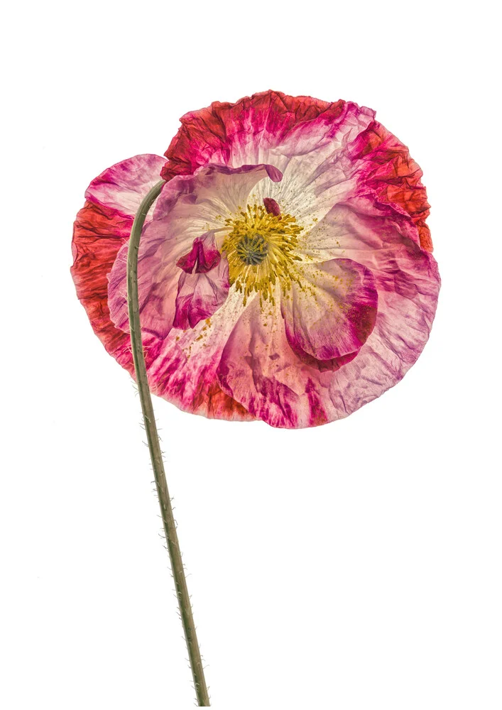 Rarity Cabinet Flower Poppy 2 - fotokunst de Marielle Leenders