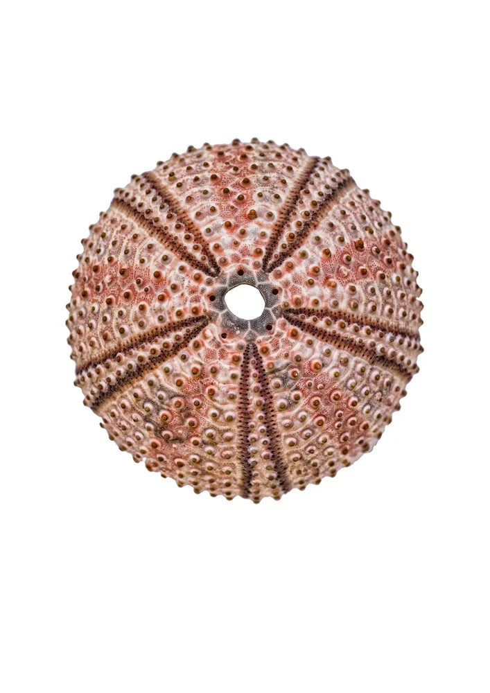 Rarity Cabinet Shell Sea Urchin - Photographie d'art par Marielle Leenders