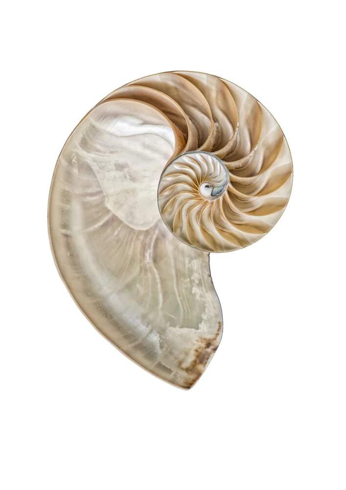 Rarity Cabinet Shell Nautilus - Photographie d'art par Marielle Leenders