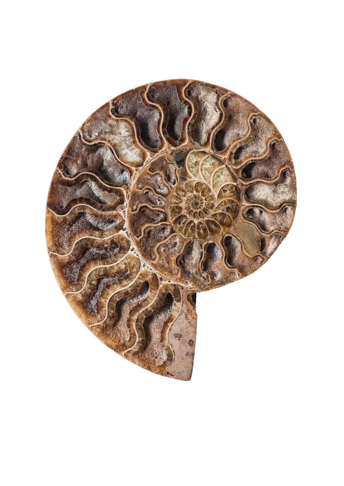 Rarity Cabinet Shell Fossil Nautilus - Photographie d'art par Marielle Leenders