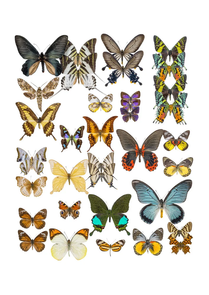 Rarity Cabinet Butterflies Mix 1 - Photographie d'art par Marielle Leenders
