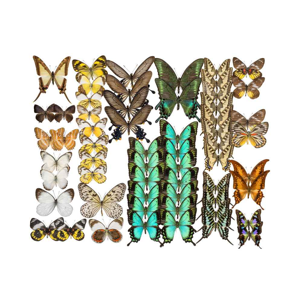 Rarity Cabinet Butterflies Mix 3 - Photographie d'art par Marielle Leenders