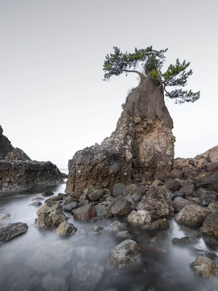 Oita Tree Japan - Photographie d'art par Ronny Behnert