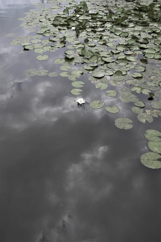 Water Lily Heaven - Photographie d'art par Studio Na.hili