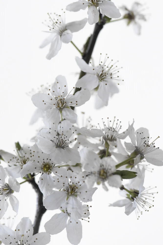 Cherry Flower - Photographie d'art par Studio Na.hili