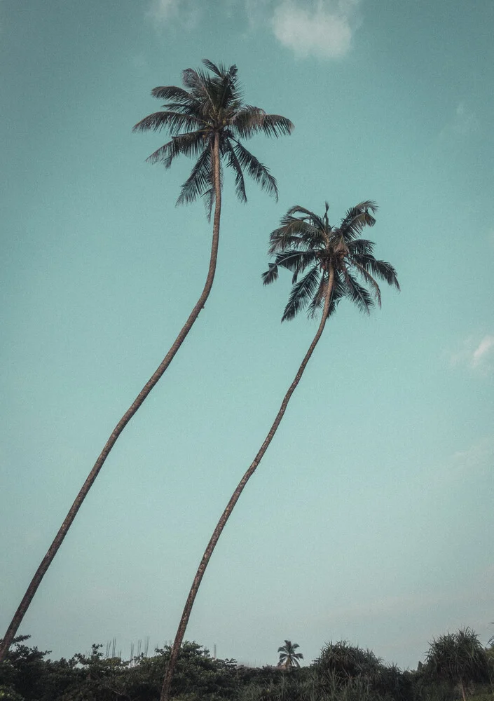 Einsame Zwillings Palmen - photographie de Pascal Genzel