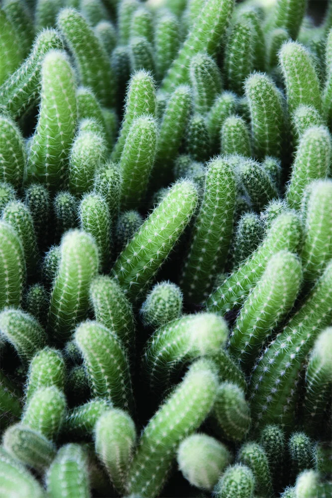 Jardin de cactus vert - Photographie d'art par Studio Na.hili