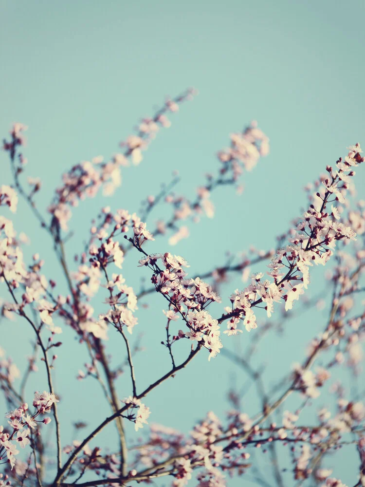 Fleurs de cerisier avec ciel de printemps - Photographie fineart de Nadja Jacke