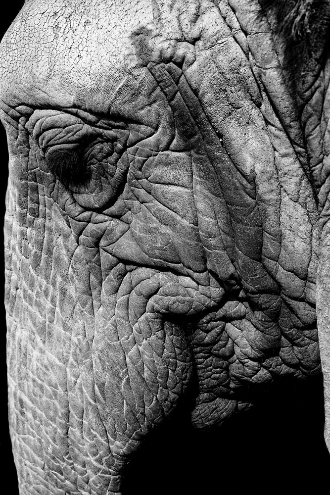 Éléphant en gros plan - Photographie fineart de Michael Wagener