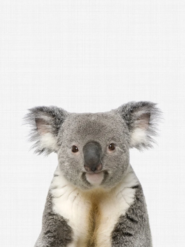 Koala - Photographie d'art par Vivid Atelier