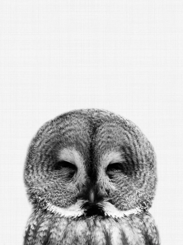 Hibou (noir et blanc) - Photographie d'art par Vivid Atelier